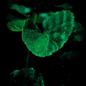 Meet your Posher, Darian